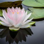 Shamanic-Healing-Essex