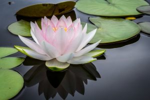 Shamanic-Healing-Essex